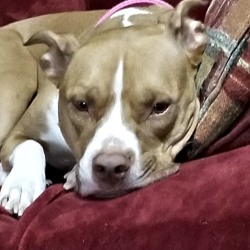 Tia Maria – Official International Service & Support Animal Registry