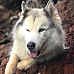 Scarly – Official International Service & Support Animal Registry