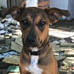 Chula