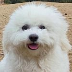 Dudu