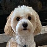 Tobi