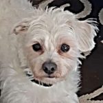 Louie