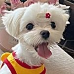 Didi