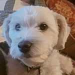 Milo