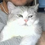 Catsy