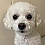 Cooper