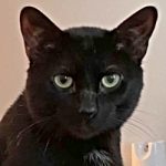 Loki