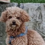 Baxter