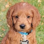 Charlee