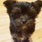 Nova