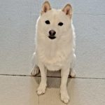 Raiko