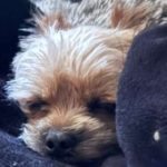 Taz (Tazzy)