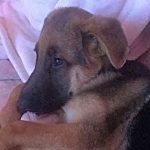 Ava Mischa