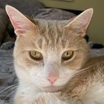 Taz