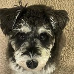 Samson