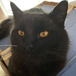 Simon