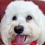 Alikatia Blossom Petunia (Fiona)