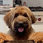 Chewy