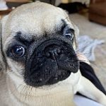 Roxie