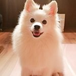 Yuanbao