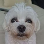 Dixie
