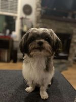 Tazmo