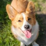 Cheddar