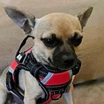 Paco