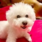 Lulu