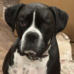 Roscoe Zeppelin
