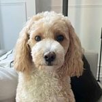 Gnocchi