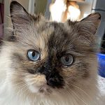 Jinx