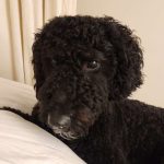 Annie