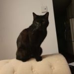 Atticus