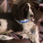 Alfie