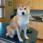 Nala