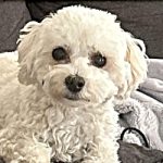 Cooper