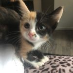 Dahlia