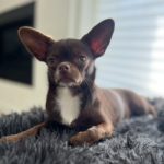 Gigi