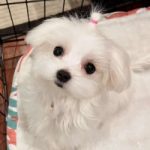 MiuMiu