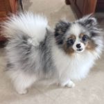 FiFi