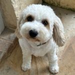 Dodo