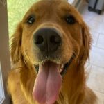 Link