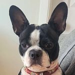 Maya