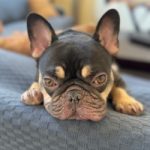 Bruno