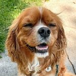 Lupo