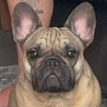 Roo