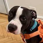 Ruben