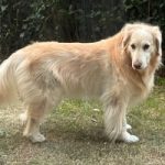 Mi Bao