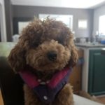Mylo